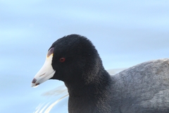 Fulica americana