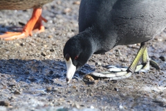 Fulica americana