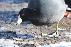 Fulica americana