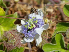 Passiflora pentaschista