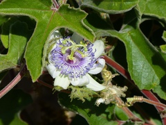 Passiflora pentaschista