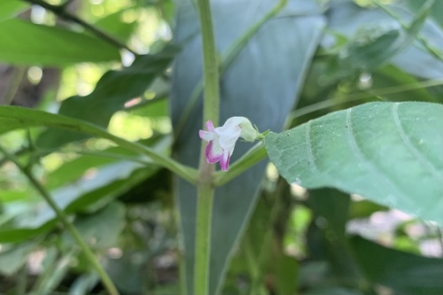 Andrographis laxiflora