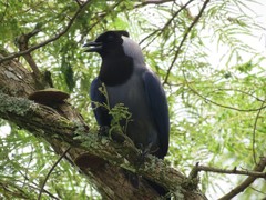 Cyanocorax violaceus