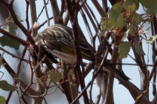 White-fronted Honeyeater (Purnella albifrons), photo 10
