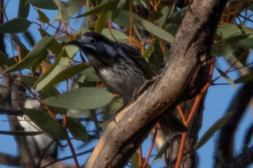 White-fronted Honeyeater (Purnella albifrons), photo 8