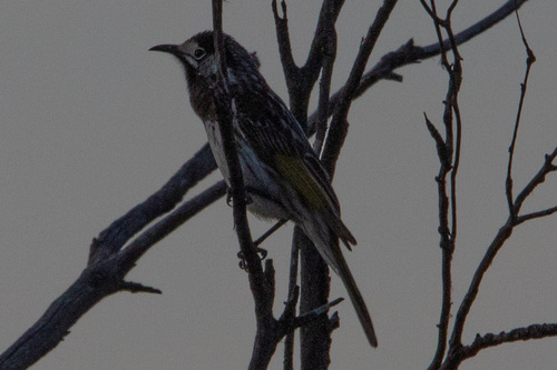 White-fronted Honeyeater (Purnella albifrons), photo 5