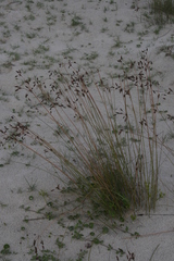 Fimbristylis castanea