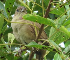 Phacellodomus rufifrons