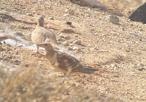 Ganga ibérica (Pterocles alchata)