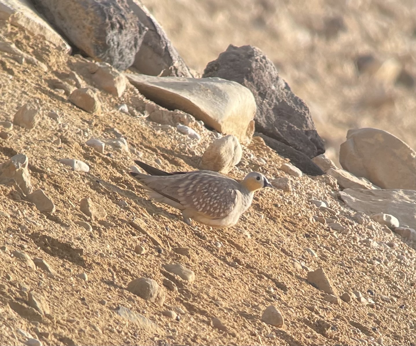 Crowned Sandgrouse (Pterocles coronatus)