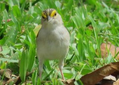 Ammodramus aurifrons