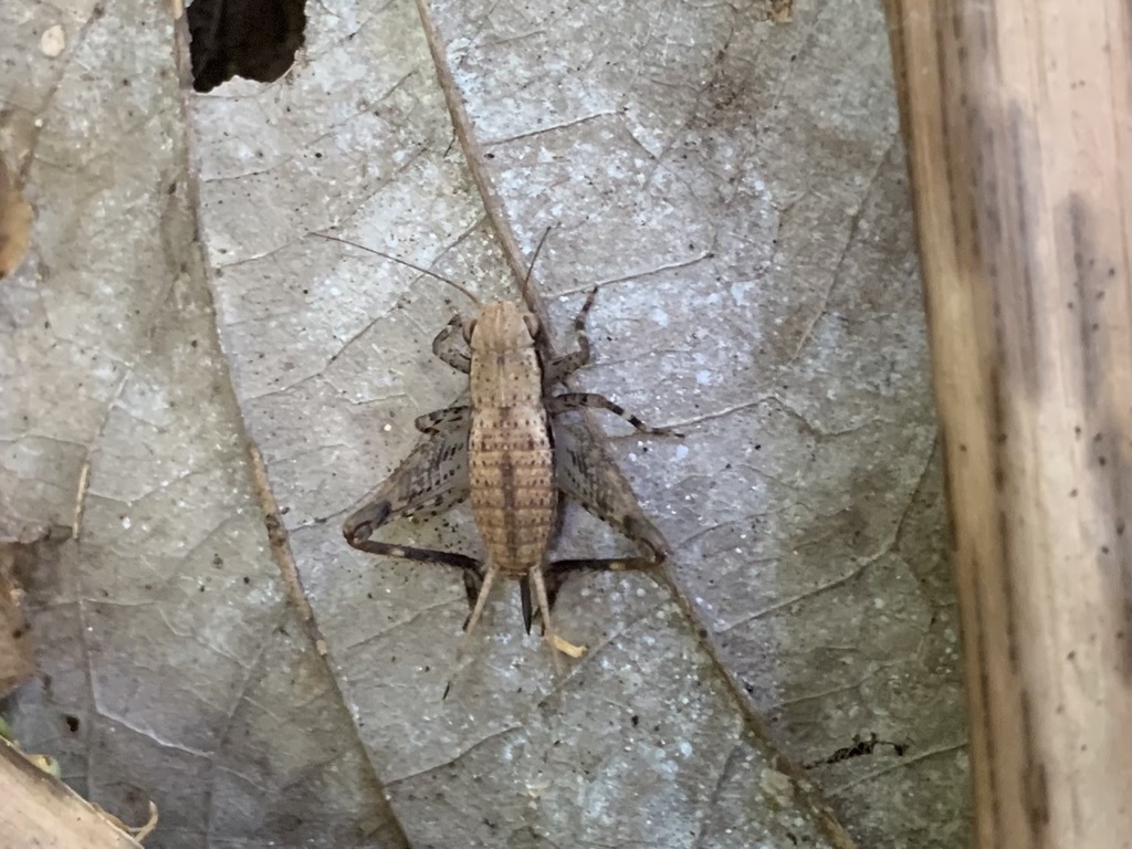 Microbinthus malekulensis