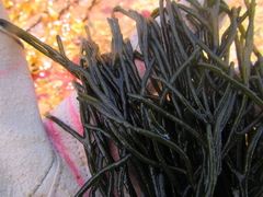 Codium gracile