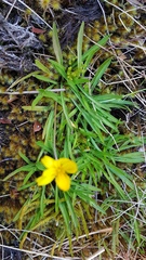 Microseris scapigera