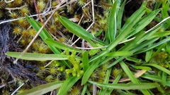 Microseris scapigera