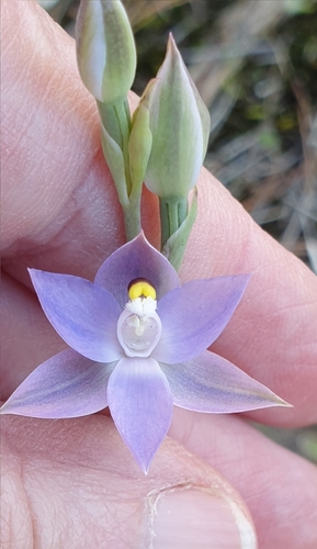 Image of Thelymitra megacalyptra by (c) Rosalie Lawrence, some rights reserved (CC BY)