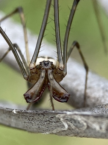 Elongate Stilt Spider photo 5