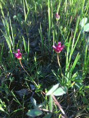 Trifolium depauperatum