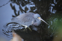 Egretta tricolor image
