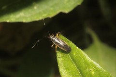 Garganus albidivittis