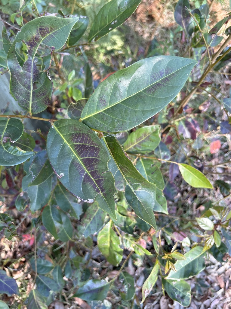 Cheese Tree in August 2023 by biber123 · iNaturalist