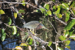 Butorides virescens image
