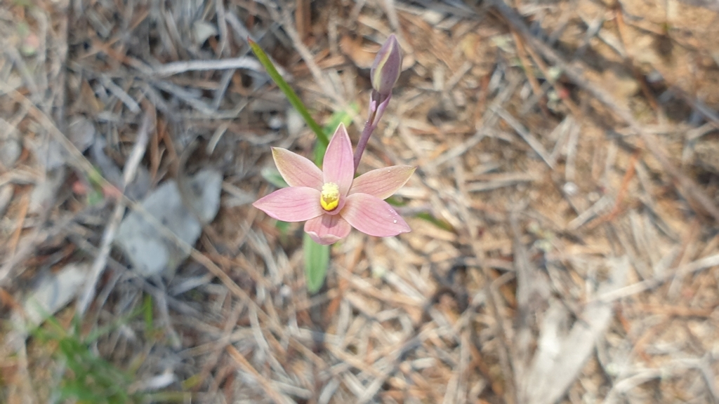 Thelymitra luteocilium