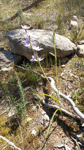 Image of Thelymitra megacalyptra by (c) Rosalie Lawrence, some rights reserved (CC BY)