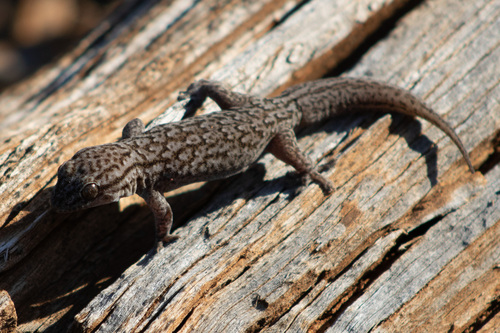 Eastern tree dtella, Gehyra versicolor