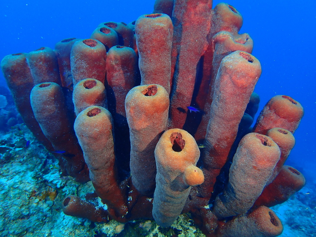 Do-not-touch-me Sponge
