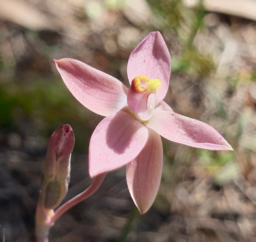 Image of Thelymitra luteocilium by (c) Rosalie Lawrence, some rights reserved (CC BY)