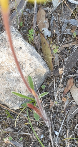 Image of Caladenia stricta by (c) Rosalie Lawrence, some rights reserved (CC BY)