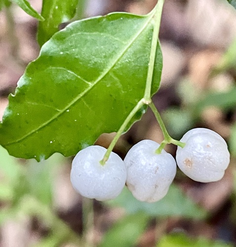 Psychotria andevorantensis