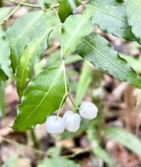 Psychotria andevorantensis image