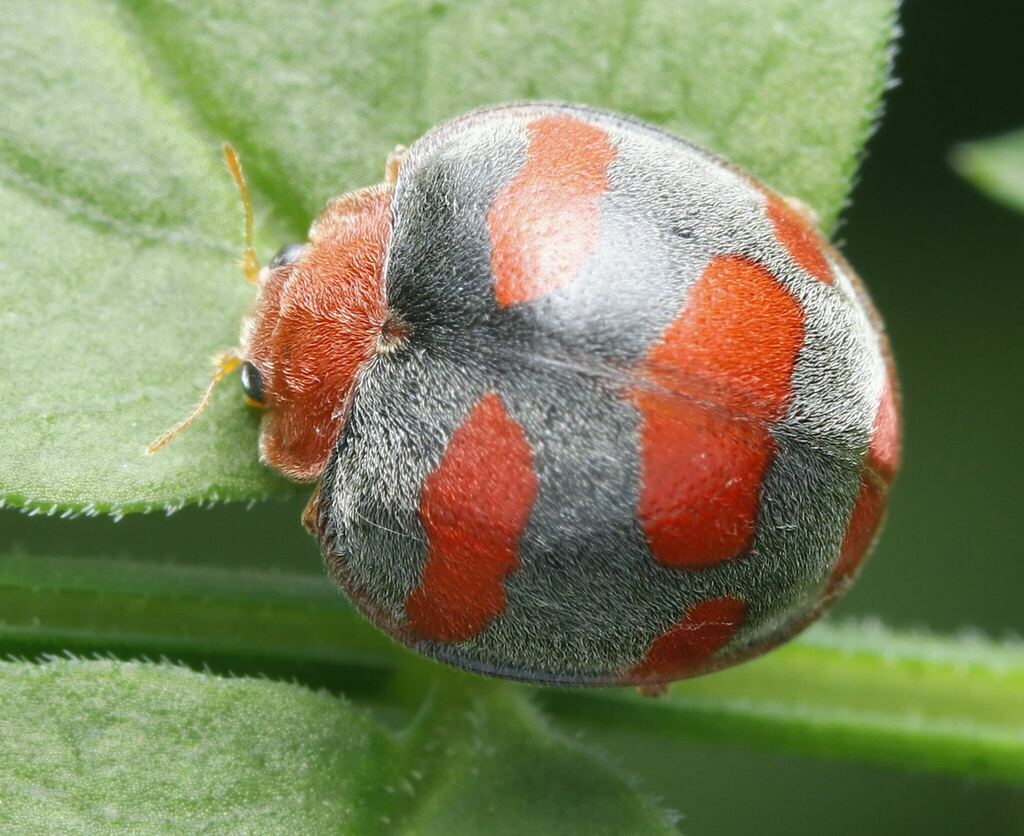 Henosepilachna maunsonica