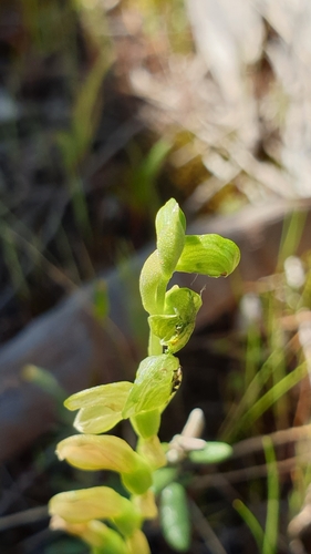 Image of Pterostylis mutica by (c) Rosalie Lawrence, some rights reserved (CC BY)