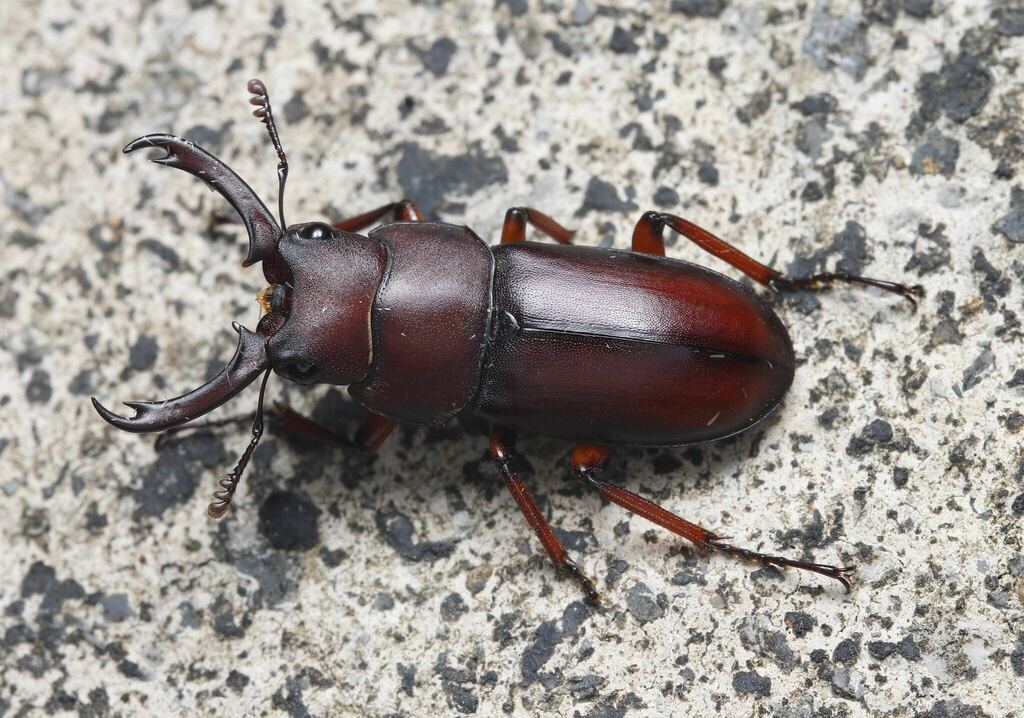 Prosopocoilus capricornus