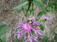 Bombus veteranus
