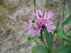 Bombus veteranus