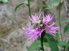 Bombus veteranus