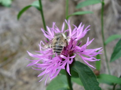 Bombus veteranus