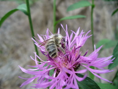 Bombus veteranus