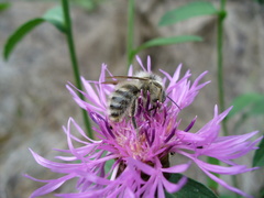 Bombus veteranus