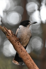 Grey Butcherbird photo 4