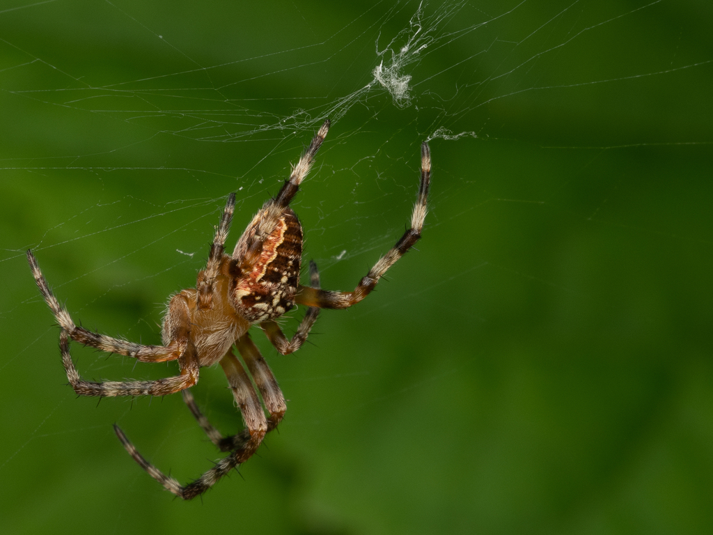 Cross Orbweaver in September 2023 by Alan Yoshioka · iNaturalist