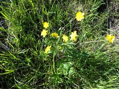 Ranunculus californicus