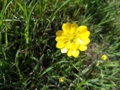 Ranunculus californicus