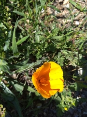 Eschscholzia californica