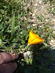 Eschscholzia californica