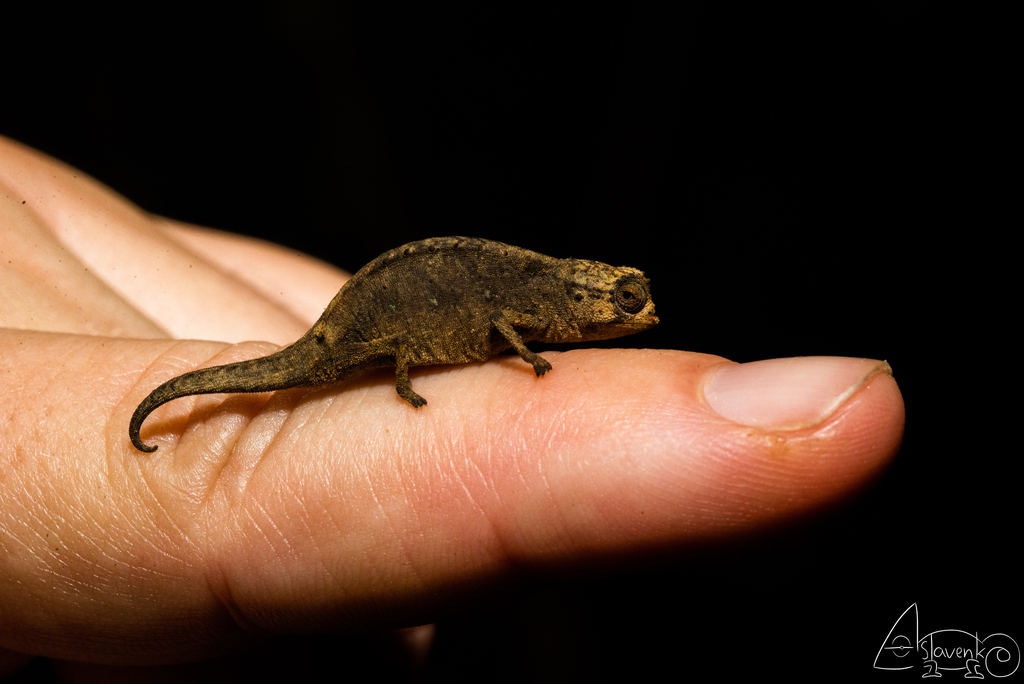 Peyrieras' Dwarf Leaf Chameleon